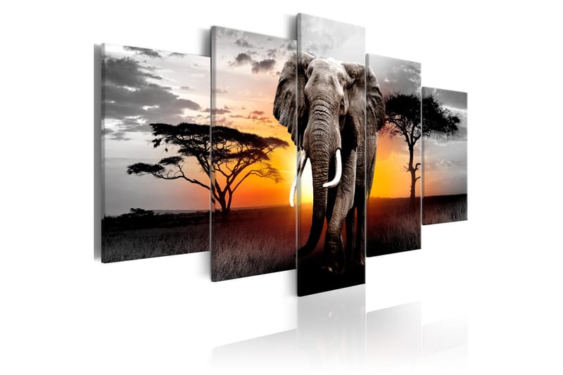 Tavla Elephant At Sunset 100X50 Flerfärgad|Vit - Artgeist sp. z o. o. - Canvastavla