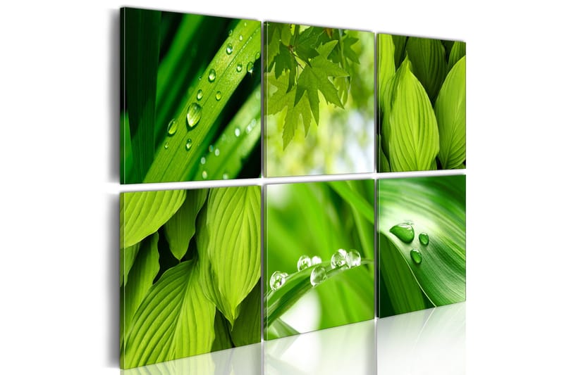Tavla Fresh Green Leaves 60x40, Artgeist sp. z o. o.