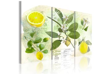 TAVLA Fruit: lemon 90x60