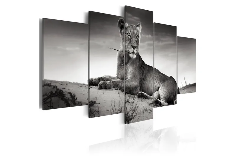 Tavla Lioness In A Desert 100x50, Artgeist sp. z o. o.