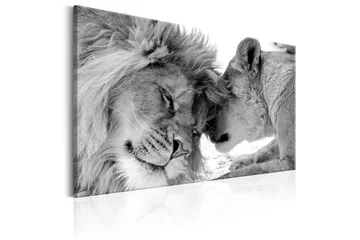 Tavla Lion's Love 60x40 - Artgeist sp. z o. o. - Inredning & dekor - Tavlor & konst - Canvastavla