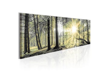 TAVLA Morning Forest 120x40