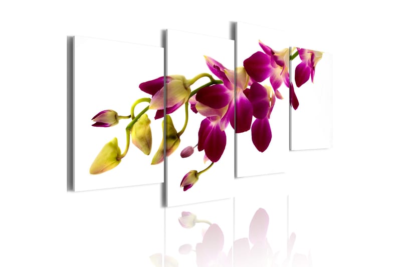 Tavla Orchids Glöd 80X45 Rosa|Vit Blommor - Artgeist sp. z o. o. - Canvastavla