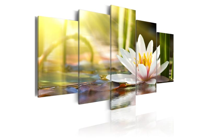 Tavla Sunny Lotus 100x50, Artgeist sp. z o. o.
