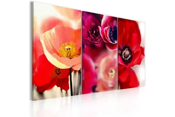 Tavla Vallmo Tre Perspektiv 120X80 Flerfärgad