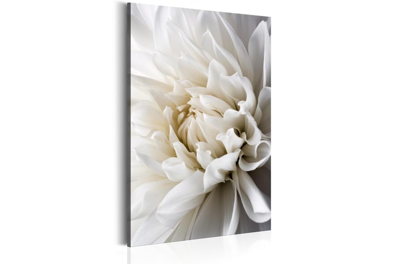 TAVLA White Dahlia 80x120 - Artgeist sp. z o. o. - Inredning & dekor - Tavlor & konst - Canvastavla