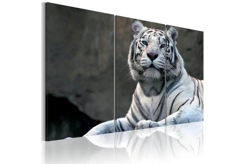 Tavla White Tiger 60x40 - Artgeist sp. z o. o. - Inredning & dekor - Tavlor & konst - Canvastavla