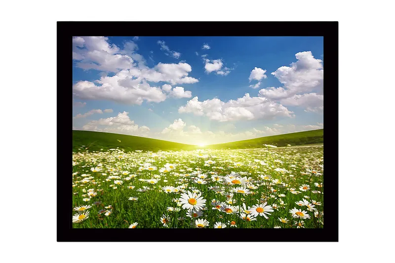 Inramad Canvastavla i trä - 41x56 cm - Blomstrande äng med prästkragar under en klar himmel - Grön / Vit / Blå - Inredning & dekor - Tavlor & konst