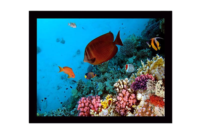 Inramad Canvastavla i trä - 41x56 cm - Färgglad undervattensscen med korallrev och tropiska fiskar - Blå / Orange / Rosa - Inredning & dekor - Tavlor & konst