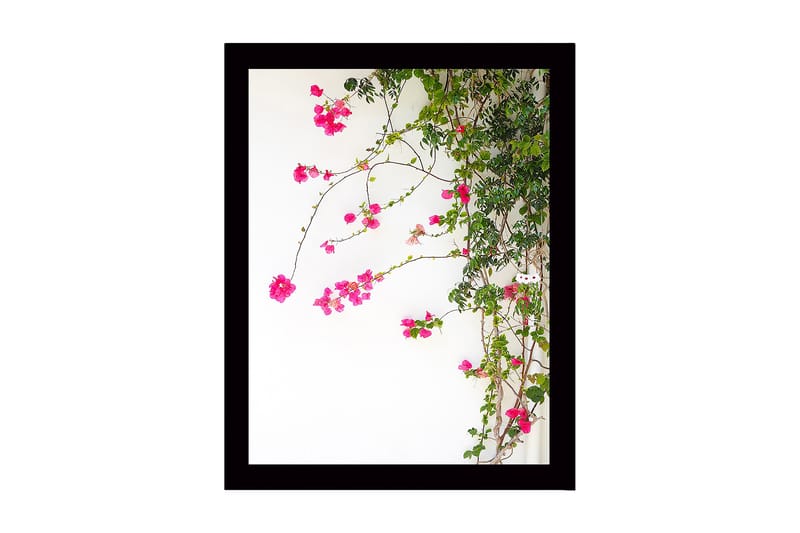 Inramad Canvastavla i trä - 41x56 cm - Färgglada blommor av bougainvillea som klättrar längs en gren - Rosa / Grön - Inredning & dekor - Tavlor & konst