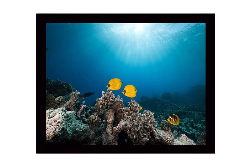 Inramad Canvastavla i trä - 41x56 cm - Färgglada fiskar simmande bland korallrev, Gul / Blå / Grå