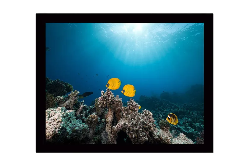 Inramad Canvastavla i trä - 41x56 cm - Färgglada fiskar simmande bland korallrev, Gul / Blå / Grå