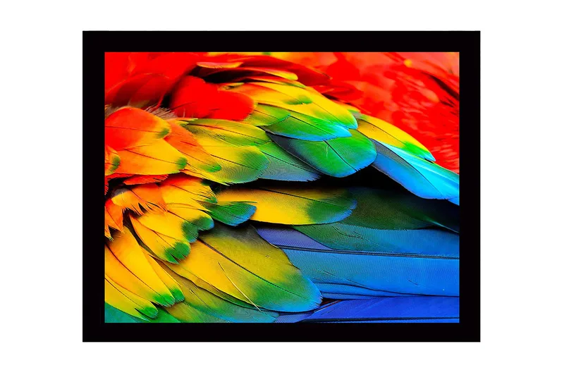 Inramad Canvastavla i trä - 41x56 cm - Färgglada fjädrar från en papegoja - Röd / Grön / Blå - Inredning & dekor - Tavlor & konst
