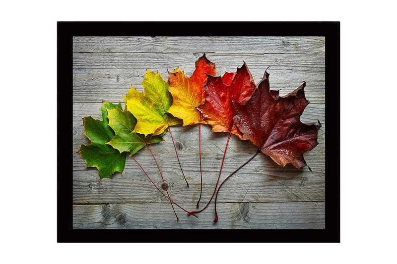 Inramad Canvastavla i trä - 41x56 cm - Färgglada höstlöv i en rad, Grön / Gul / Röd