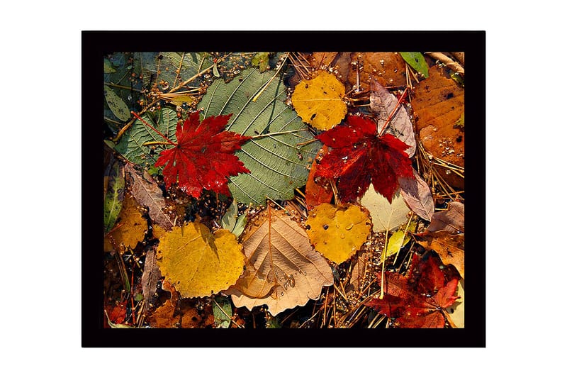 Inramad Canvastavla i trä - 41x56 cm - Färgglada höstlöv på marken - Röd / Gul / Grön - Inredning & dekor - Tavlor & konst