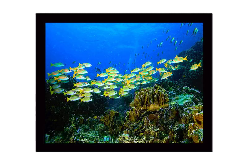 Inramad Canvastavla i trä - 41x56 cm - Flock av färgglada fiskar simmande i ett korallrev - Blå / Gul / Grön - Inredning & dekor - Tavlor & konst