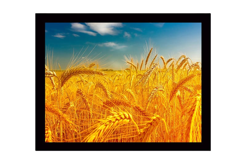 Inramad Canvastavla i trä - 41x56 cm - Gyllene vetefält under en klar himmel - Guld / Blå / Grön - Inredning & dekor - Tavlor & konst