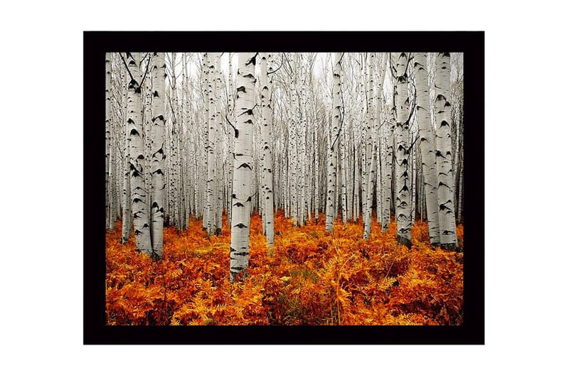 Inramad Canvastavla i trä - 41x56 cm - Höstlig skog med björkar och gyllene ormbunkar, Vit / Orange