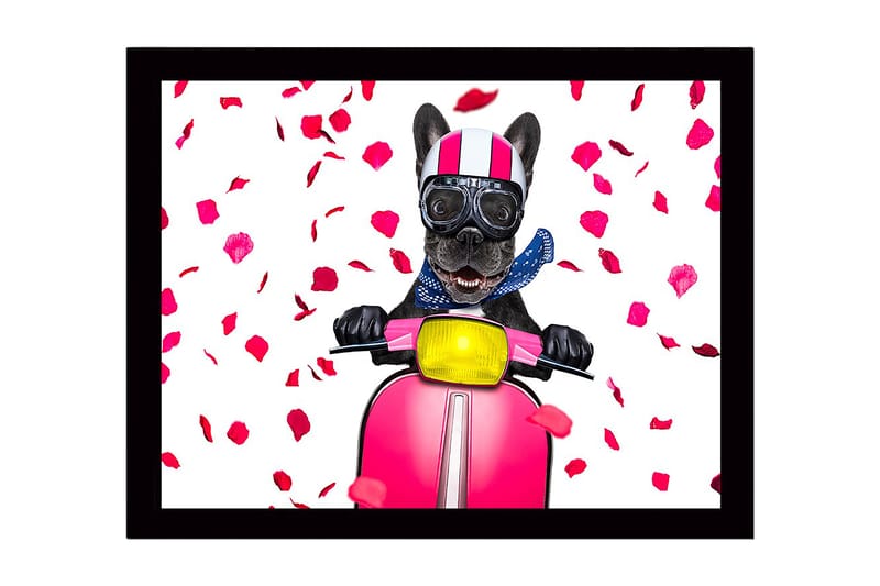 Inramad Canvastavla i trä - 41x56 cm - Hund på scooter med rosett av rosblad, Rosa / Svart / Gul