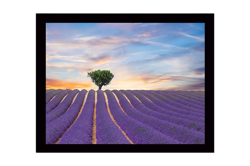 Inramad Canvastavla i trä - 41x56 cm - Lavendelfält med en ensam trädkrona i horisonten, Lila / Grön / Beige