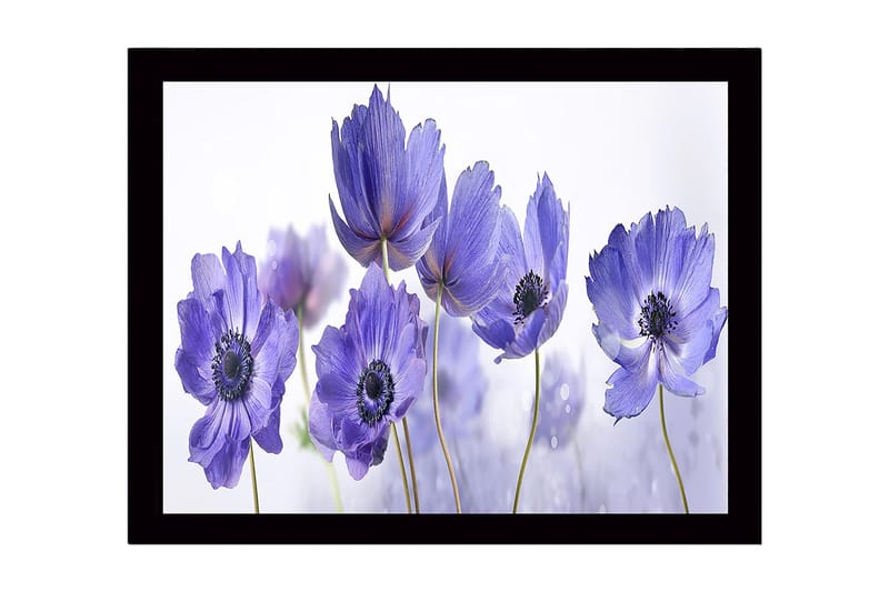 Inramad Canvastavla i trä - 41x56 cm - Lila blommor i en harmonisk komposition, Lila / Svart / Vit