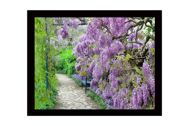 Inramad Canvastavla i trä - 41x56 cm - Lummig gång med blommande wisteria i lila nyanser - Lila / Grön - Inredning & dekor - Tavlor & konst