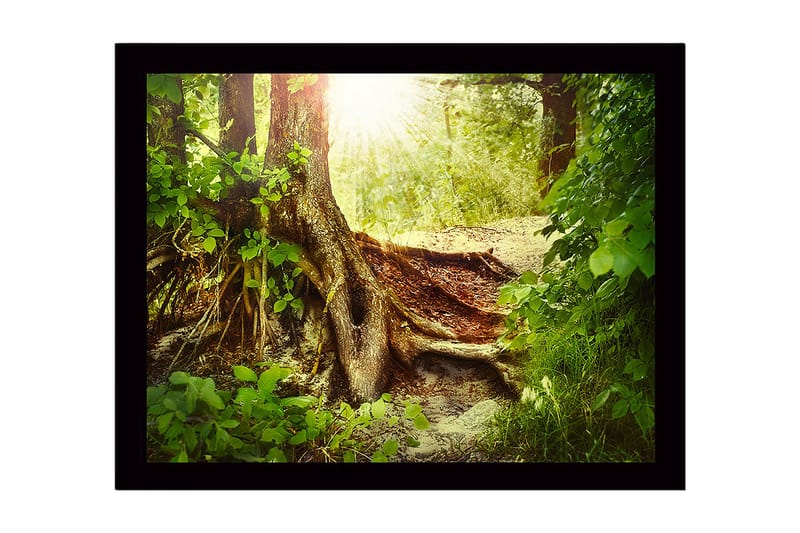 Inramad Canvastavla i trä - 41x56 cm - Lummig skog med en stor trädrot och solstrålar som sipprar genom lövverket, Grön / Brun / Gul