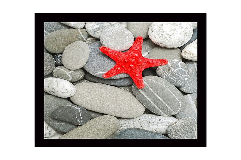 Inramad Canvastavla i trä - 41x56 cm - Röd sjöstjärna på en samling grå stenar, Grå / Röd