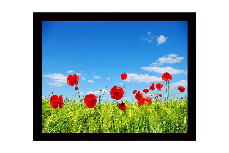 Inramad Canvastavla i trä - 41x56 cm - Röd vallmo i en grön äng under en klarblå himmel - Röd / Grön / Blå - Inredning & dekor - Tavlor & konst