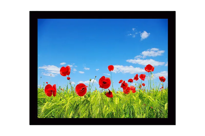 Inramad Canvastavla i trä - 41x56 cm - Röd vallmo i en grön äng under en klarblå himmel, Röd / Grön / Blå