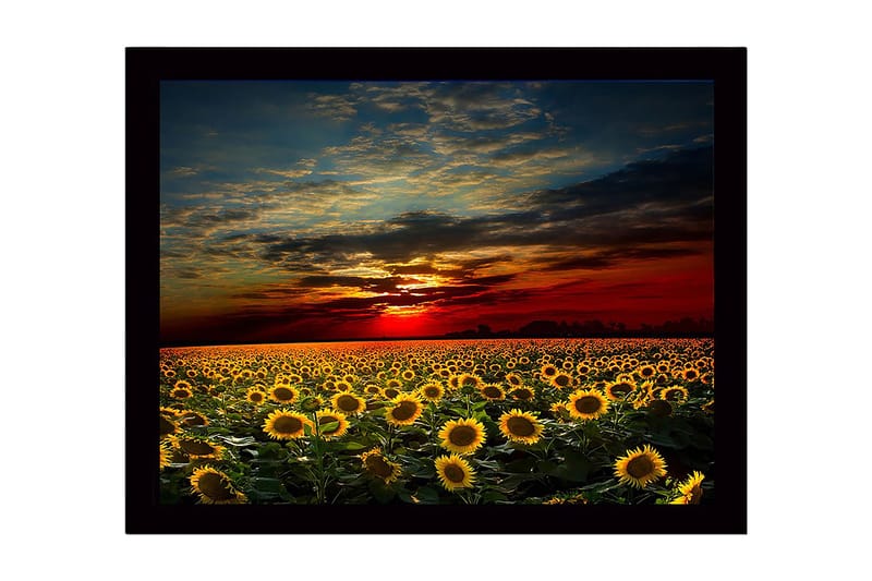 Inramad Canvastavla i trä - 41x56 cm - Solrosfält under en färgsprakande solnedgång - Gult / Orange / Blått - Inredning & dekor - Tavlor & konst