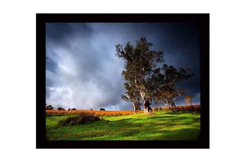 Inramad Canvastavla i trä - 41x56 cm - Ståtlig ek i en dramatisk landskapsmiljö, Mörkgrön / Grå / Orange
