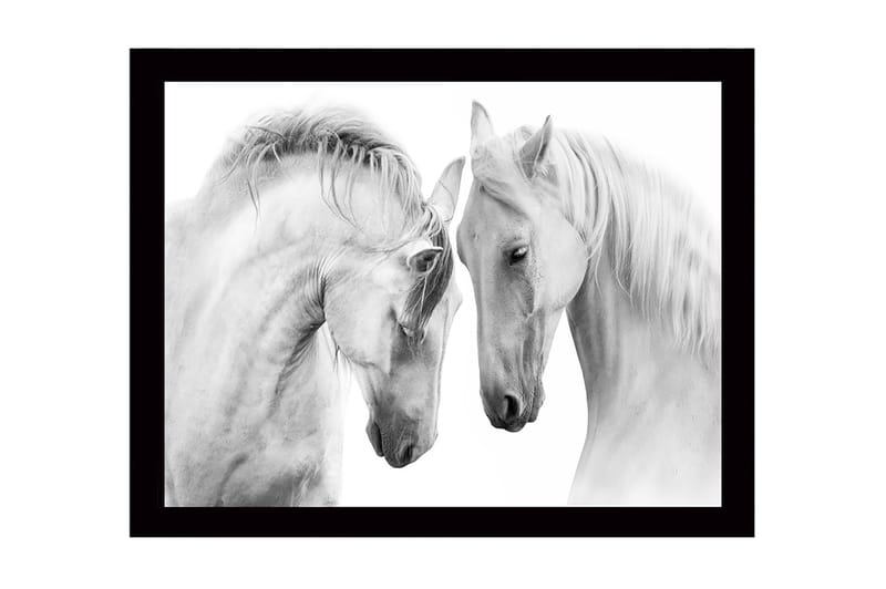 Inramad Canvastavla i trä - 41x56 cm - Två majestätiska hästar som lutar sina huvuden mot varandra, Vit / Grå