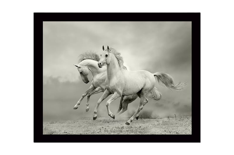 Inramad Canvastavla i trä - 41x56 cm - Två vita hästar som galopperar framåt i en dramatisk miljö, Vit / Grå