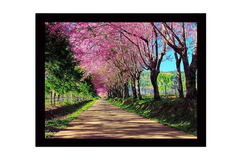 Inramad Canvastavla i trä - 41x56 cm - Vacker allé med blommande körsbärsträd i rosa nyanser - Rosa / Grön / Brun - Inredning & dekor - Tavlor & konst
