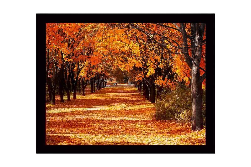 Inramad Canvastavla i trä - 41x56 cm - Vacker allé med höstfärgade träd - Orange / Guld / Brun - Inredning & dekor - Tavlor & konst