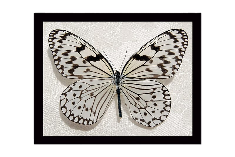 Inramad Canvastavla i trä - 41x56 cm - Vacker fjäril med detaljerade mönster i svart och vitt, Vit / Svart