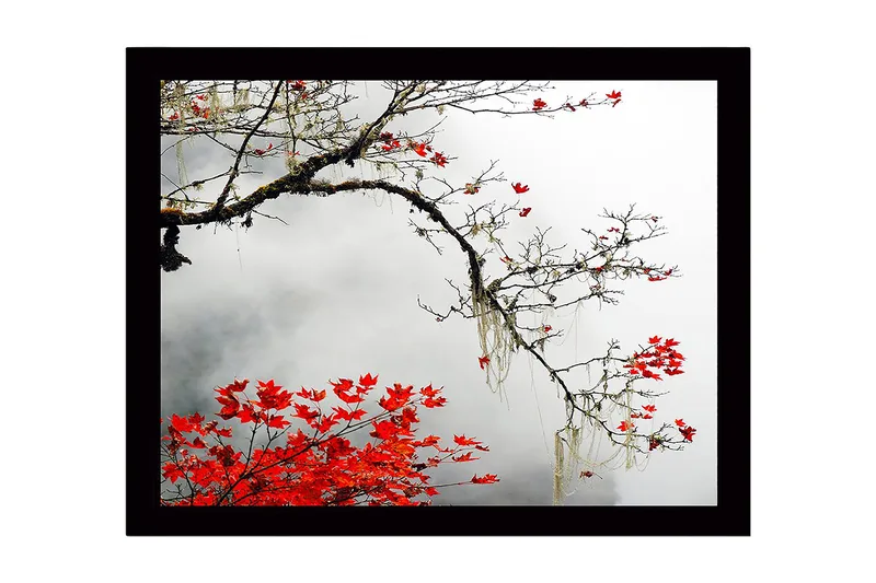 Inramad Canvastavla i trä - 41x56 cm - Vacker gren med röda höstlöv mot en dimmig bakgrund, Röd / Grå / Brun