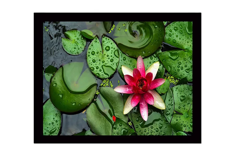 Inramad Canvastavla i trä - 41x56 cm - Vacker näckros som flyter på en stilla vattenyta omgiven av gröna liljabladen, Grön / Rosa