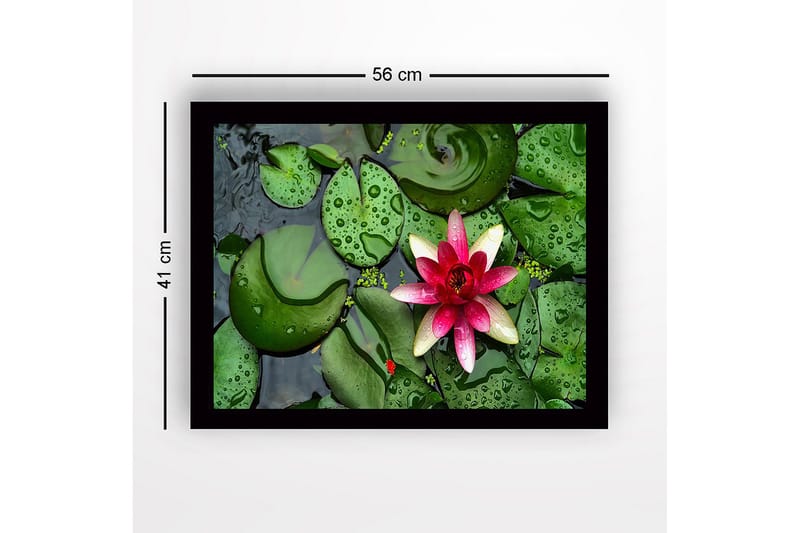 Inramad Canvastavla i trä - 41x56 cm - Vacker näckros som flyter på en stilla vattenyta omgiven av gröna liljabladen - Grön / Rosa - Inredning & dekor - Tavlor & konst