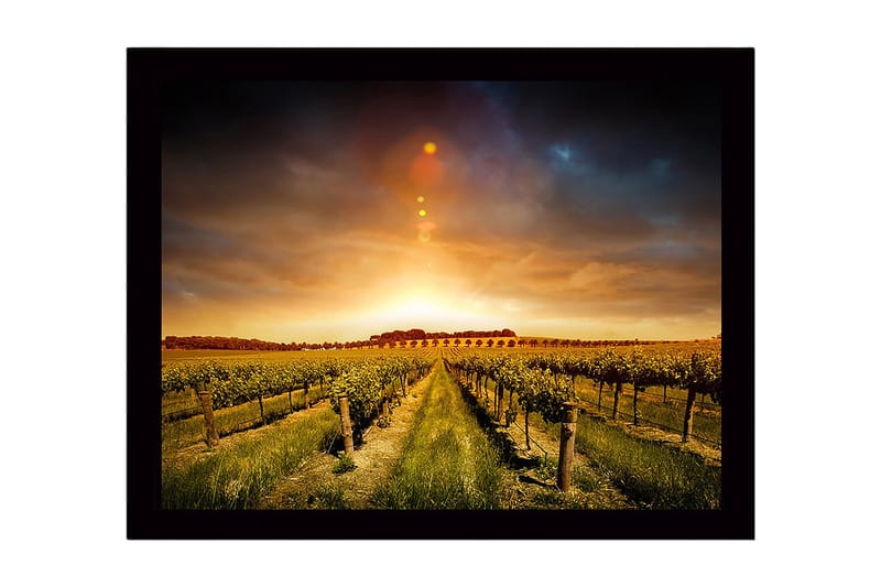 Inramad Canvastavla i trä - 41x56 cm - Vacker vinodling under en gyllene solnedgång, Guld / Grön / Brun