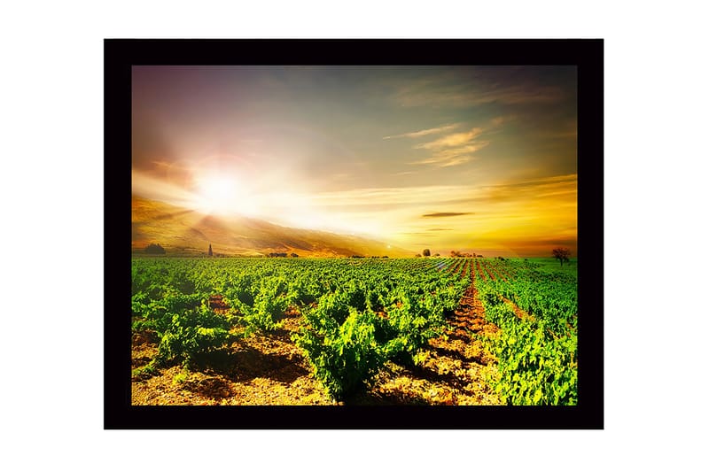Inramad Canvastavla i trä - 41x56 cm - Vacker vinodling under en soluppgång - Grön / Gul / Orange - Inredning & dekor - Tavlor & konst