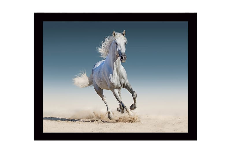 Inramad Canvastavla i trä - 41x56 cm - Vit häst som galopperar genom sanden - Vit / Beige / Blå - Inredning & dekor - Tavlor & konst