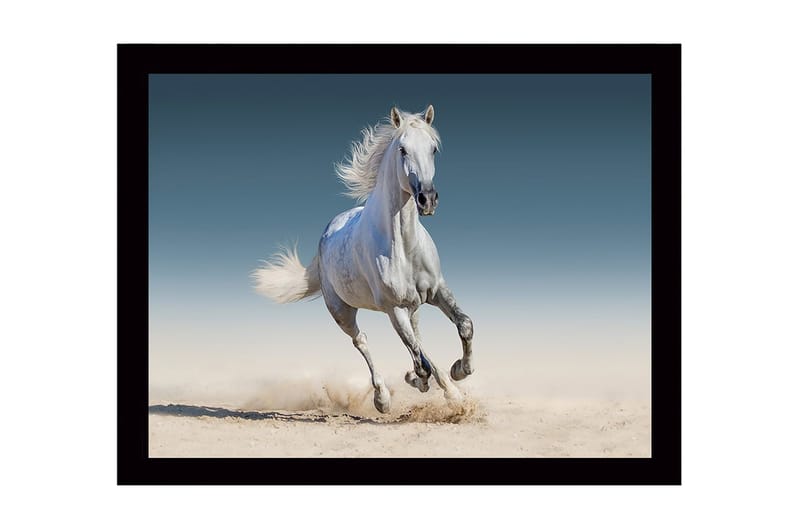 Inramad Canvastavla i trä - 41x56 cm - Vit häst som galopperar genom sanden - Vit / Beige / Blå - Inredning & dekor - Tavlor & konst