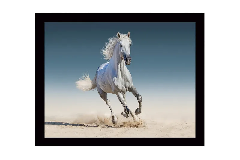Inramad Canvastavla i trä - 41x56 cm - Vit häst som galopperar genom sanden - Vit / Beige / Blå - Inredning & dekor - Tavlor & konst