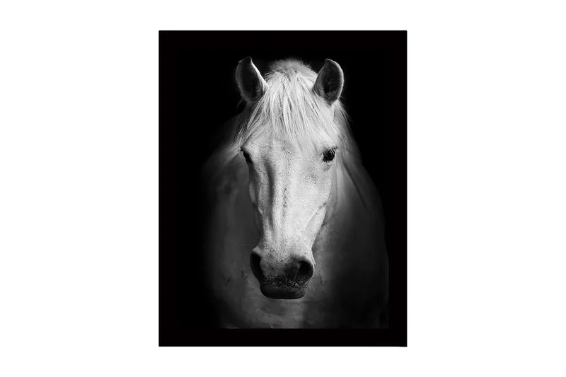 Inramad Canvastavla i trä - 41x56 cm - Porträtt av en vit häst med starka kontraster - Vit / Svart - Inredning & dekor - Tavlor & konst