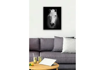 Inramad Canvastavla i trä - 41x56 cm - Porträtt av en vit häst med starka kontraster - Vit / Svart - Inredning & dekor - Tavlor & konst