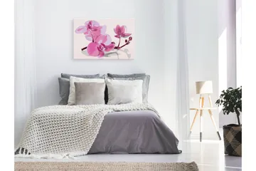 Gör-det-själv Målningar Orchid Flowers 60x40 cm - Artgeist sp. z o. o. - Inredning & dekor - Tavlor & konst - Måla själv - Gör det själv tavlor