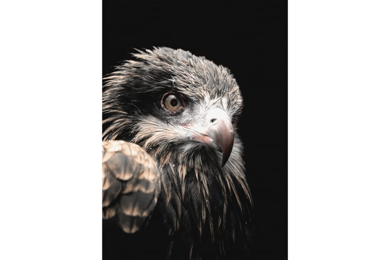 BLACK EAGLE Poster 50x70 cm Svart - Poster & print - Djur poster