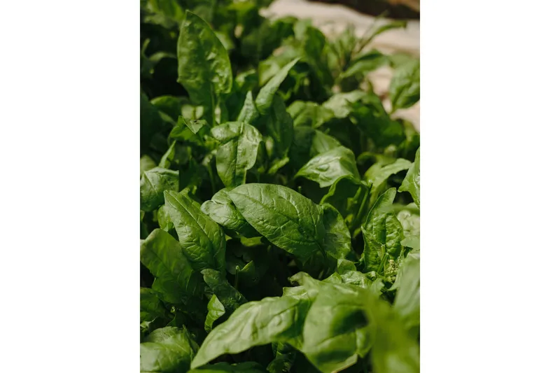 Poster Green leaf 30x40 cm, Grön